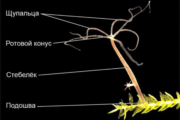 Кракен маркет даркнет только через тор скачать