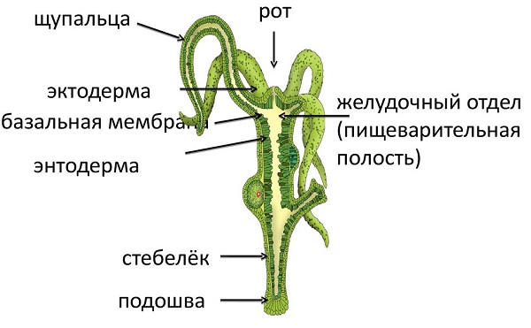 Кракен правильная