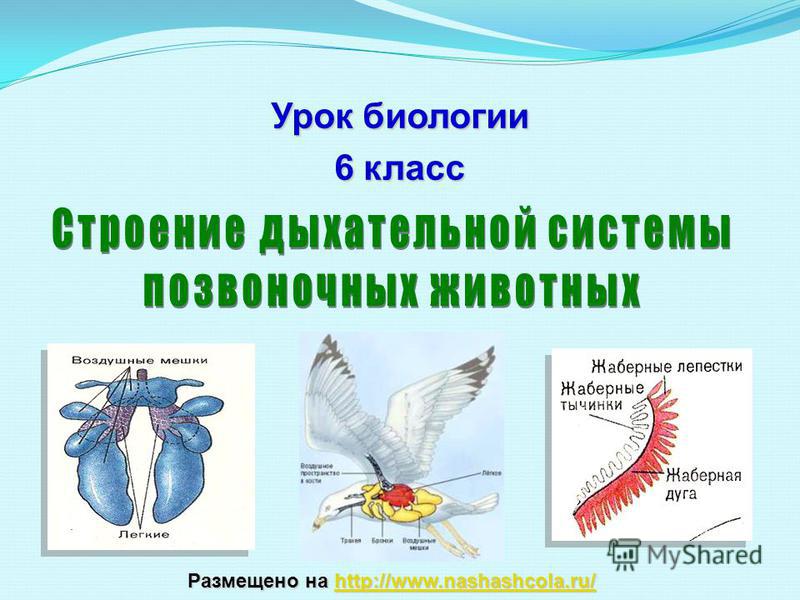 Кракен маркет что